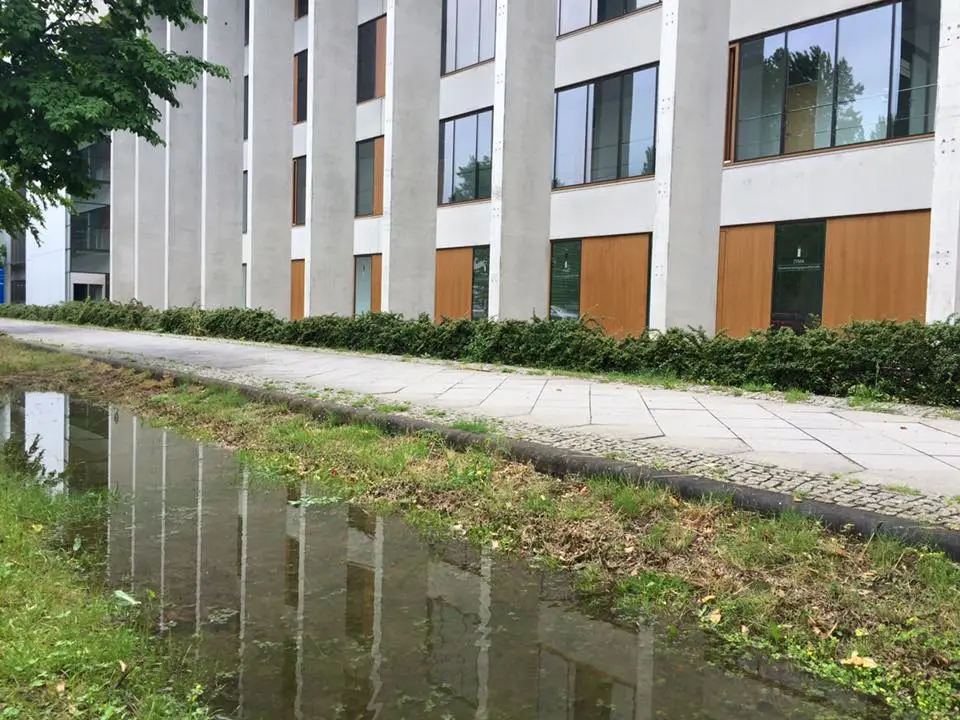 Schwammstadt Adlershof: Die mit Regenwasser gefüllte Versickerungsstreifen vor dem Zentrum für Biotechnologie und Umwelt in Adlershof